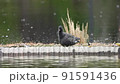 Tsurushigi 91591436