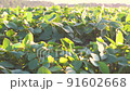 agronomist checking soybean field. Agriculture. eco harvest 91602668