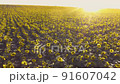 flowering sunflowers on a summer sunset 91607042