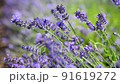 Blooming Violet Fragrant Lavender Flowers. Focus Pull Back to Front. 91619272