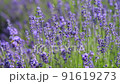 Blooming Violet Fragrant Lavender Flowers. 91619273
