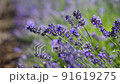 Close-up of bees pollinate violet lavender flowers 91619275