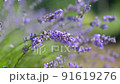 Purple lavender flowers on a field in rain drops 91619276