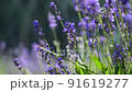 Purple lavender flowers on a field in rain drops 91619277