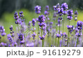 Purple lavender flowers on a field in rain drops 91619279