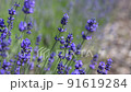 Purple lavender flowers swaying in the wind close-up 91619284