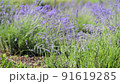 The lavender field is irrigated with water. 91619285