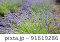 Blooming Violet fragrant lavender flowers on a field in rain drops 91619286
