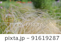 Wild feather grass swaying in the wind. 91619287