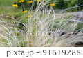The feather grass sways in the wind. 91619288