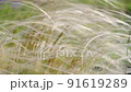 Wild feather grass swaying in the wind. 91619289
