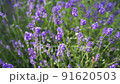 Beautiful Blooming Lavender Flowers Sway in the Wind. Nature Background. 91620503