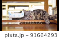 テーブルの下でゴロ寝する猫の動画 91664293