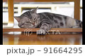 テーブルの下でゴロ寝する猫の動画 91664295