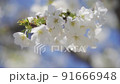 櫻花 91666948