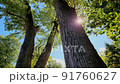 風に吹かれて揺れる木の葉と木漏れ日 91760627