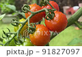 Mini tomato after rain 91827097