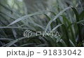 Grass 01 91833042