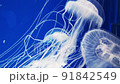 アマクサクラゲ 91842549