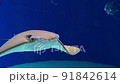 泳ぐマンタ 91842614
