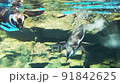 マゼランペンギン 91842625