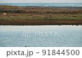宮城県・干潟の景色 91844500