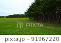 Park trees strong wind 91967220