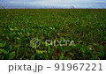 Plants swaying in the wind 91967221