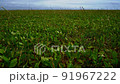 Strong wind grass 91967222