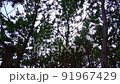 Shaking trees 91967429
