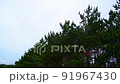 Tree swaying in the wind 91967430