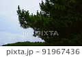 Pine trees swaying in the wind 91967436