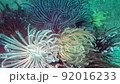 Green and blue feather star crinoids clinging to corals underwater. 92016233