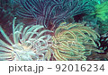 Green and blue feather star crinoids clinging to corals underwater. 92016234