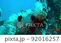 soft coral scenery from raja ampat tropical waters indonesia underwater 92016257