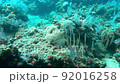 soft coral scenery from raja ampat tropical waters indonesia underwater 92016258