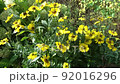 Sneezeweed Helenium Sombrero,Yellow sunlit chamomile flowers blooming on summer flowerbed in green sunny garden, 92016296