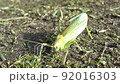 The Green grasshopper on the ground close-up 92016303