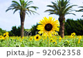 sunflower	 92062358