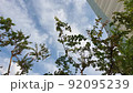 blue sky, clouds and trees 92095239