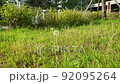 Wildflowers swaying in the wind 92095264