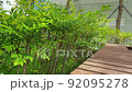 grass growing next to a wooden deck 92095278