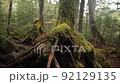 Panning in the mossy forest 92129135