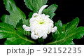 白菊花開花遊戲中時光倒流 白菊花開花遊戲中時光倒流 92152235