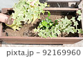 在容器中種植常春藤 92169960