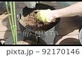 種植苦瓜苗 92170146