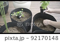 園藝菜園 92170148
