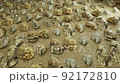 Flying over oyster collection on sand beach  Mediterranean, Oyster Versailles, Eastern Crassostrea virginica also called the Atlantic or American oyster. 92172810