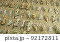 Flying over oyster collection on sand beach  Mediterranean, Oyster Versailles, Eastern Crassostrea virginica also called the Atlantic or American oyster. 92172811