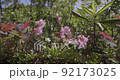Fringed galax of Mt. Moriyoshi 92173025